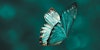 Call for Submissions: Spring 2026—Butterflies and Beautiful Bugs Image
